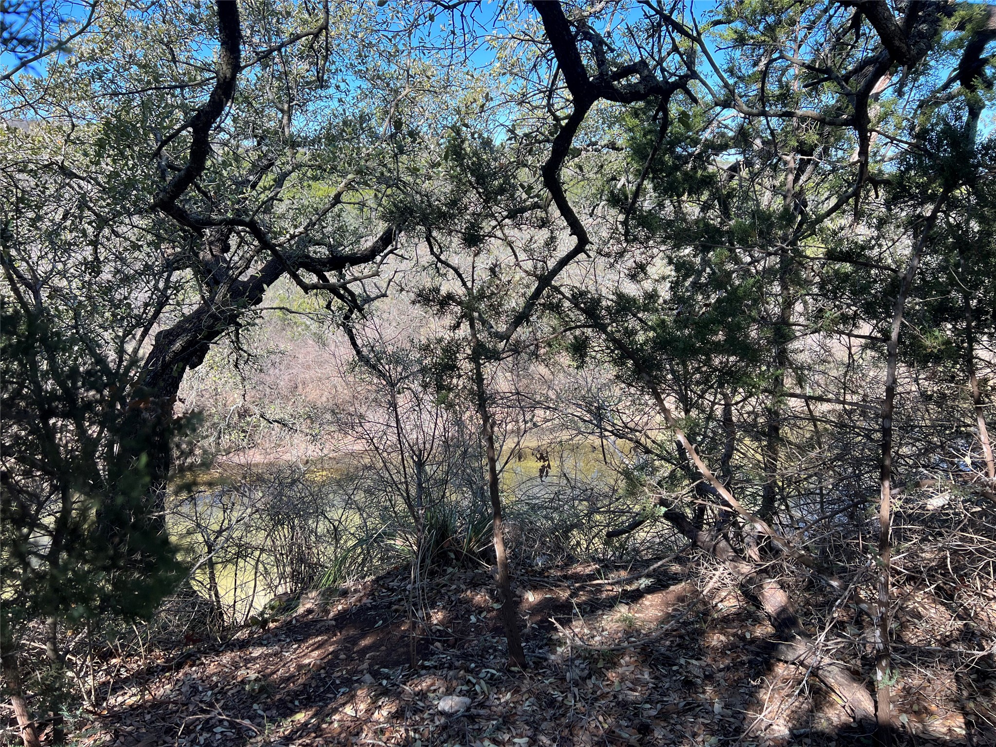 555 River Run Leander, TX 78641 - Photo 22 of 32 a view of tree