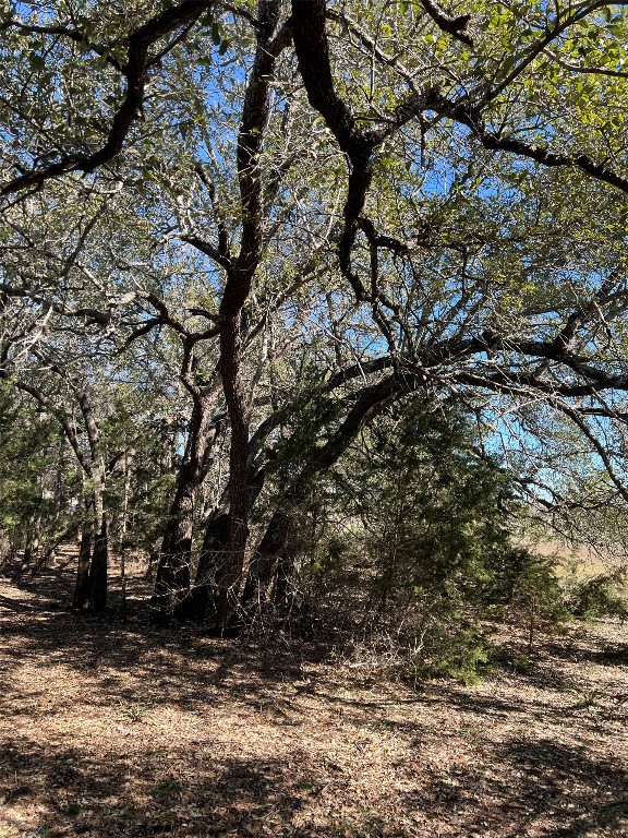 555 River Run Leander, TX 78641 - Photo 24 of 32 a view of tree
