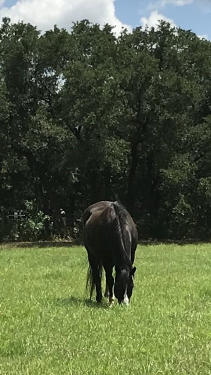 555 River Run Leander, TX 78641 - Photo 4 of 32 a backyard of a house with lots of green space