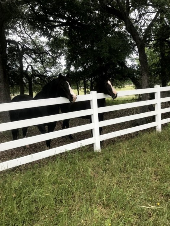 555 River Run Leander, TX 78641 - Photo 6 of 32 a view of a yard with lots of trees
