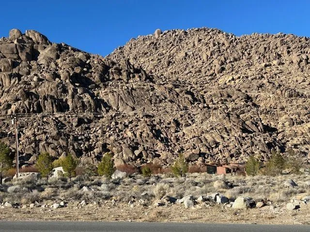 a view of a large tree