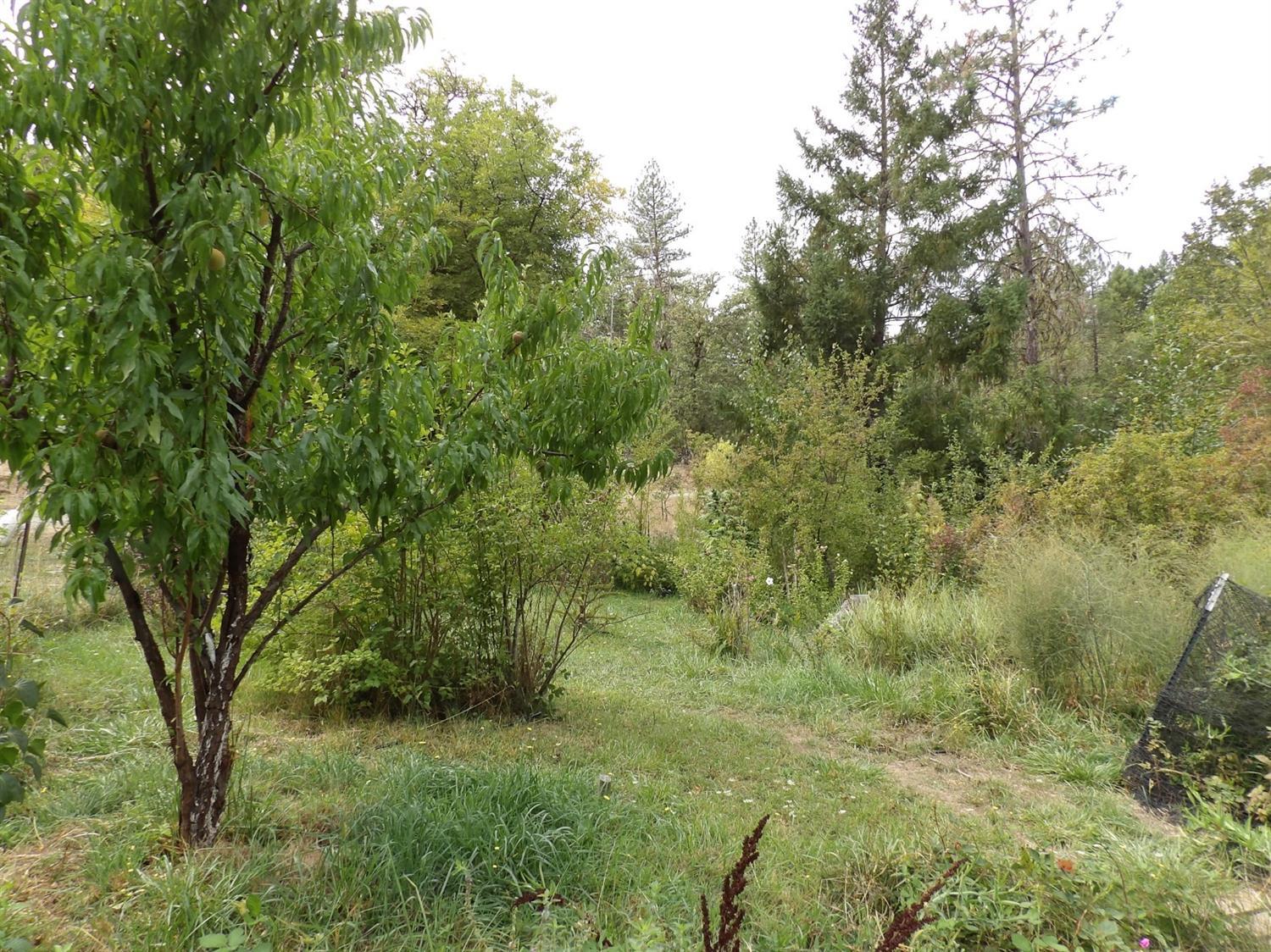 1020 Greenview Road Cave Junction, OR 97523 - Photo 13 of 17 Fruit trees