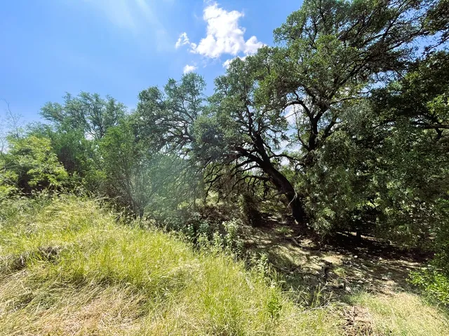 a view of a tree with a yard