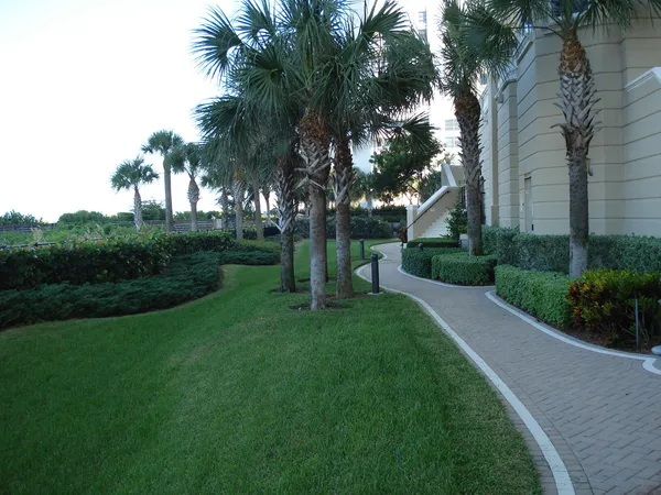 a view of a park with palm trees