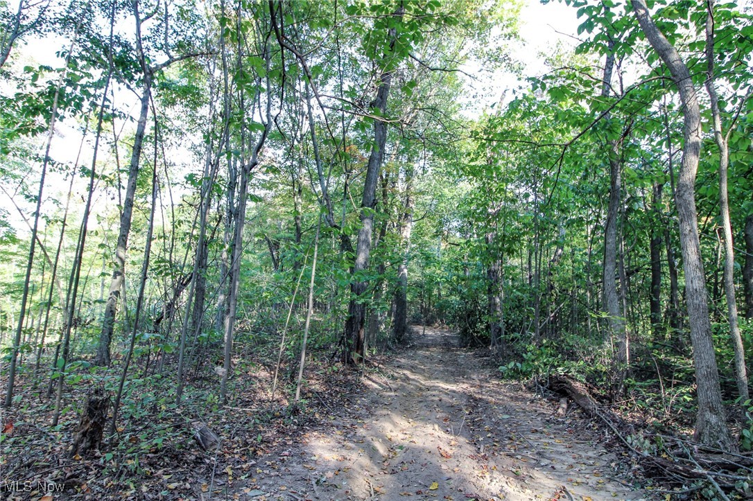 15999 State Route 26 Reno, OH 45773 - Photo 11 of 18 View of woods