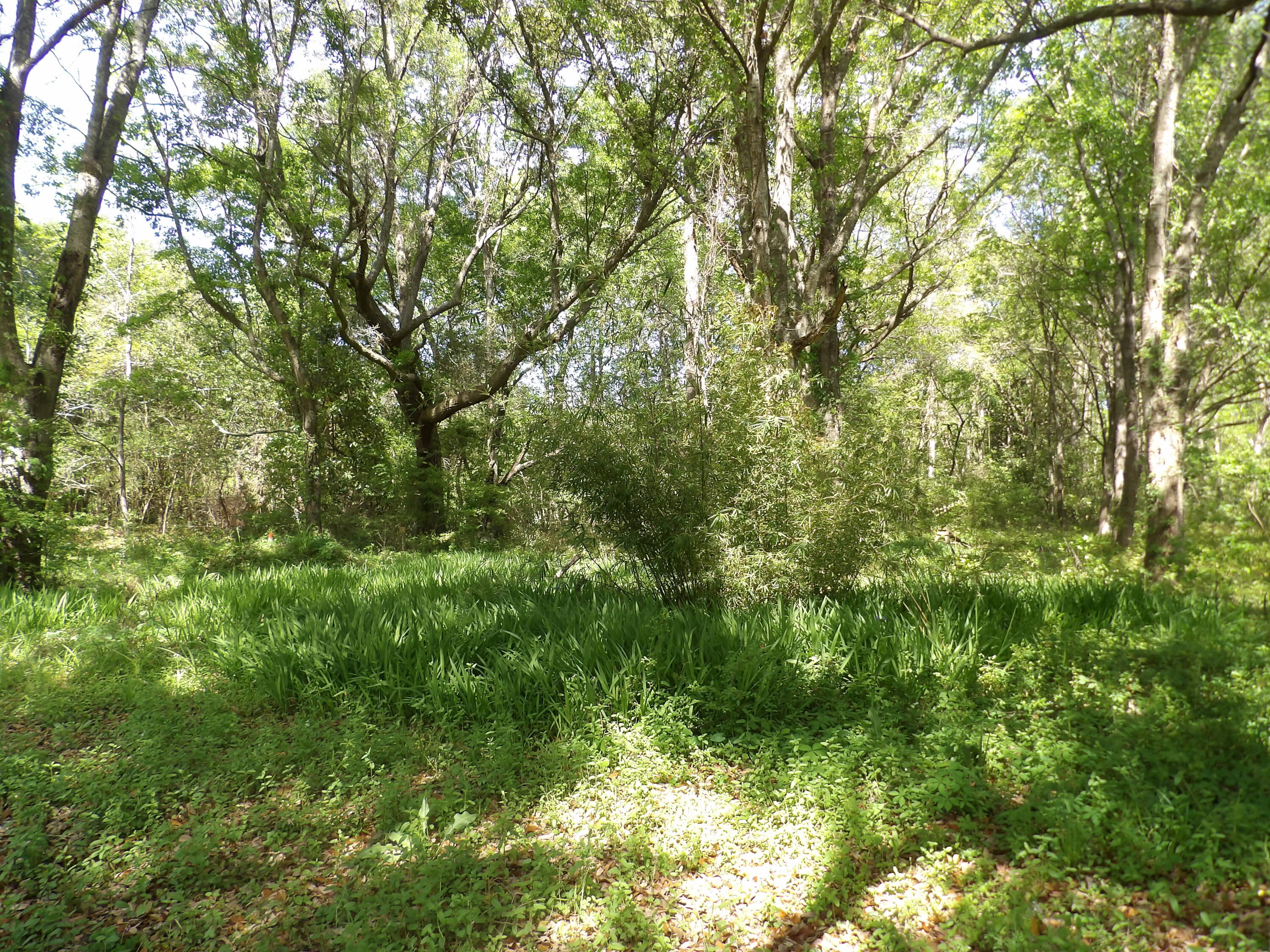 1558 Scott Hill Road Charleston, SC 29412 - Photo 3 of 5 101_0175