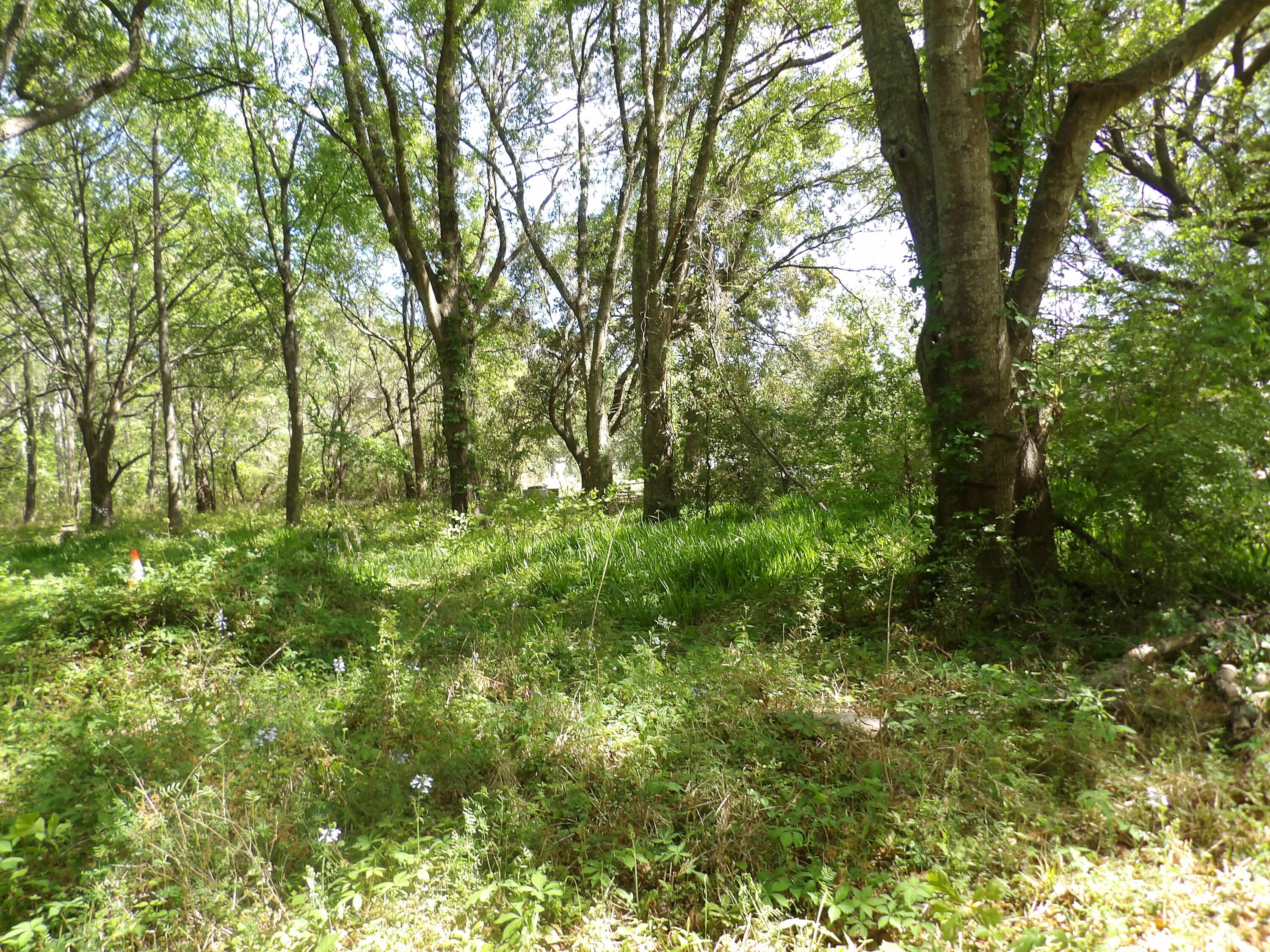 1558 Scott Hill Road Charleston, SC 29412 - Photo 4 of 5 101_0176