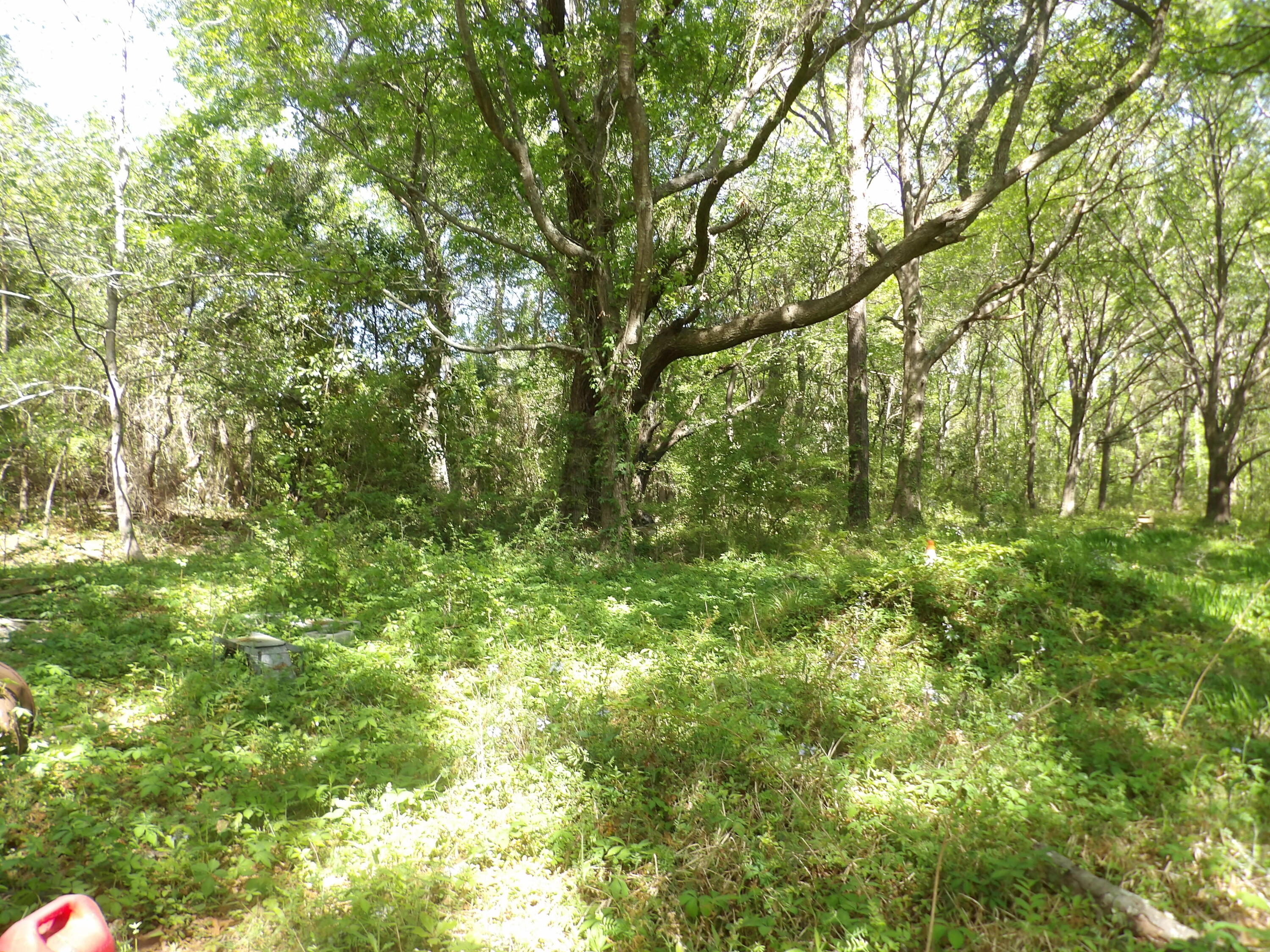 1558 Scott Hill Road Charleston, SC 29412 - Photo 5 of 5 101_0177