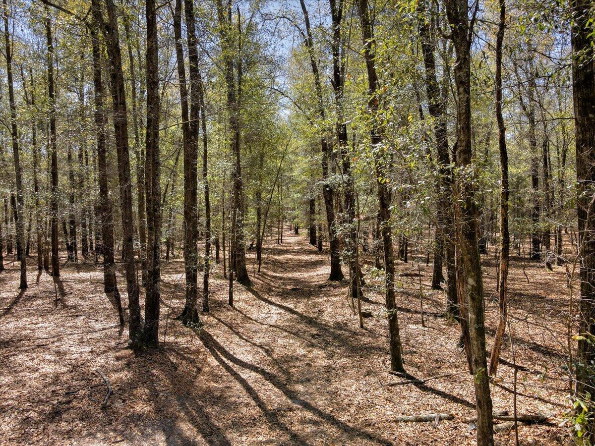 40.07-acre Tanglewood Road Williston, SC 29853 - Photo 4 of 9