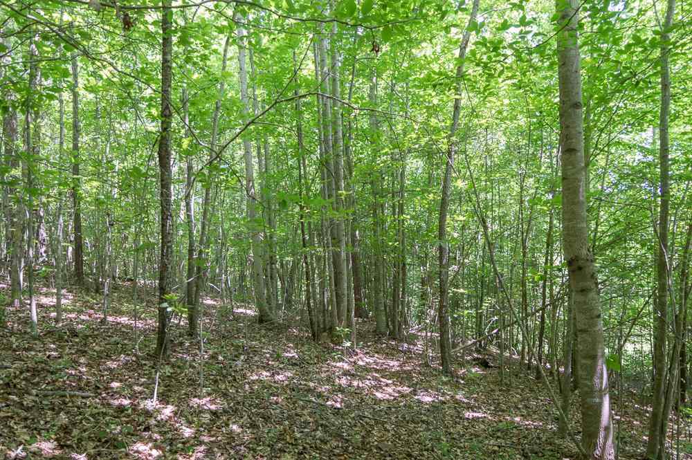 Wildwood Way Walhalla, SC 29691 - Photo 3 of 9