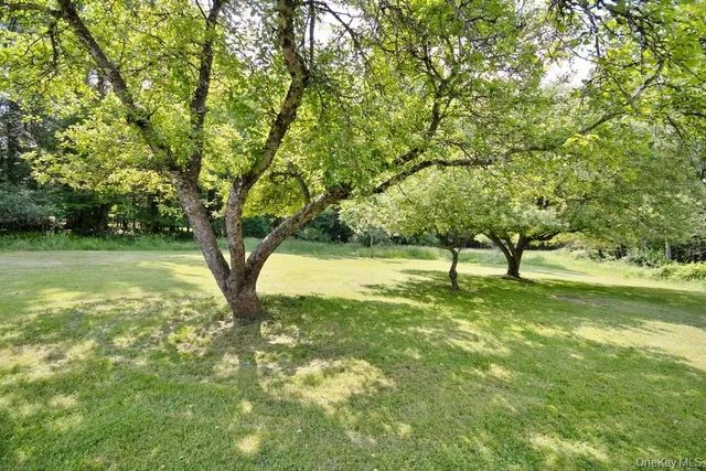 a view of a trees with a yard