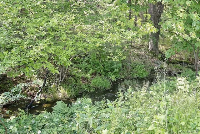 a view of a lush green forest