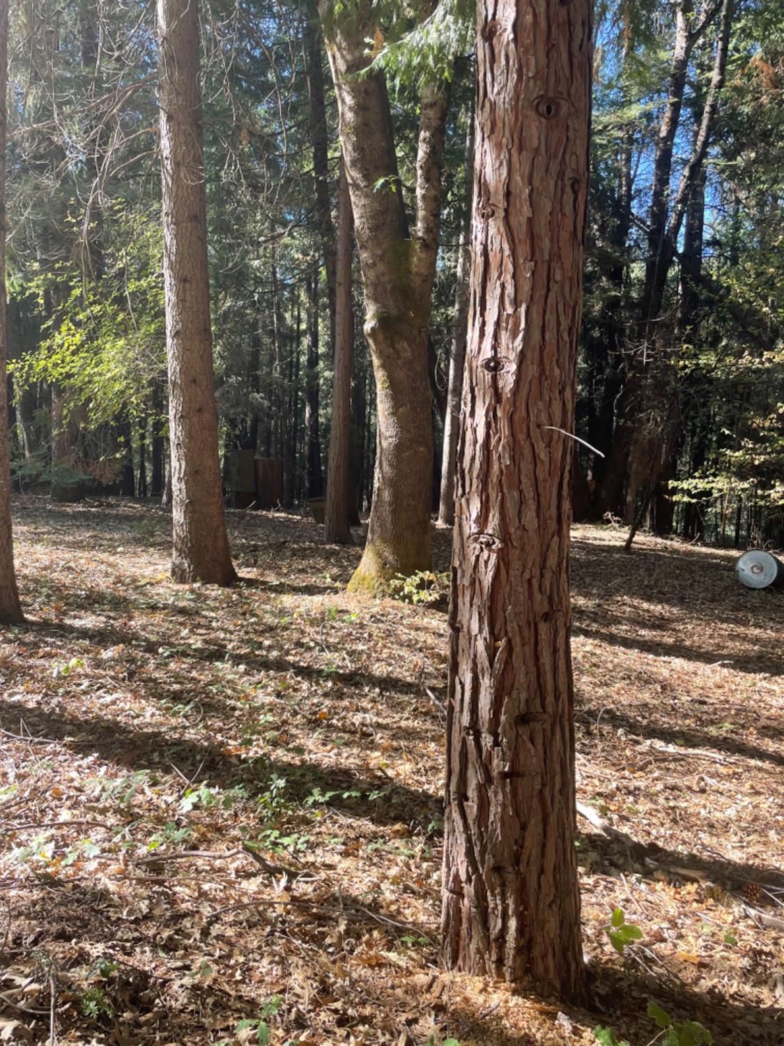 0 Railfence Road Alta, CA 95701 - Photo 2 of 4 a view of a yard with trees