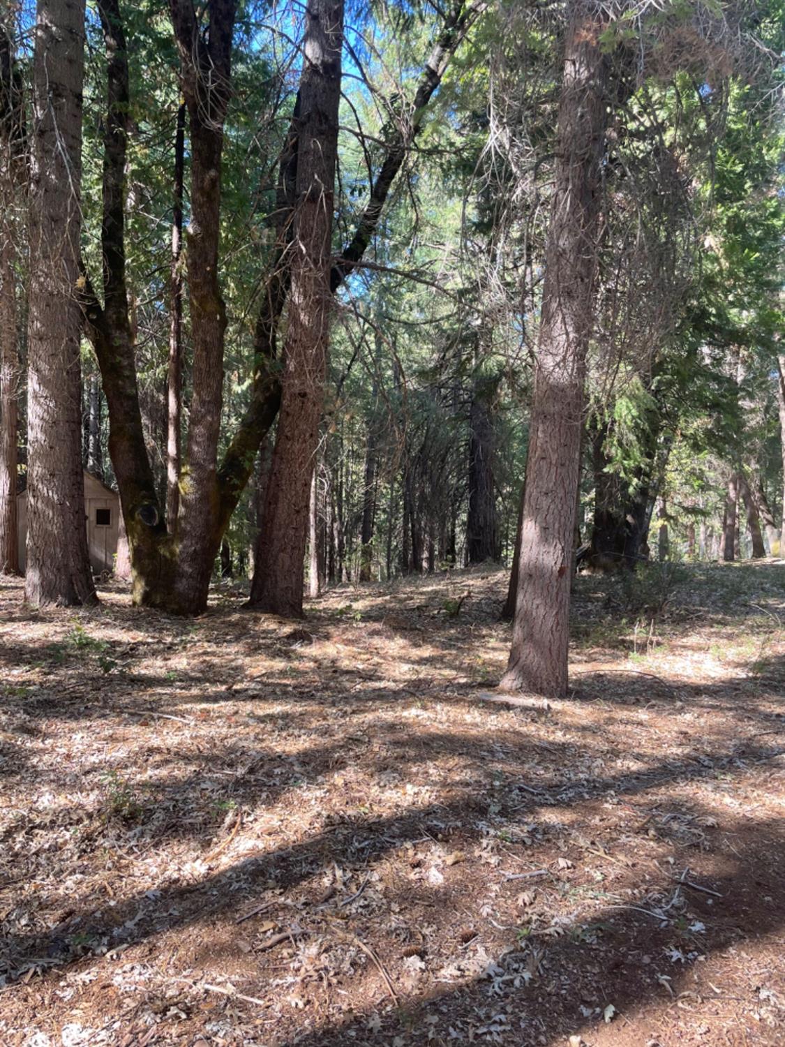 0 Railfence Road Alta, CA 95701 - Photo 3 of 4 a view of a tree in the middle of a yard