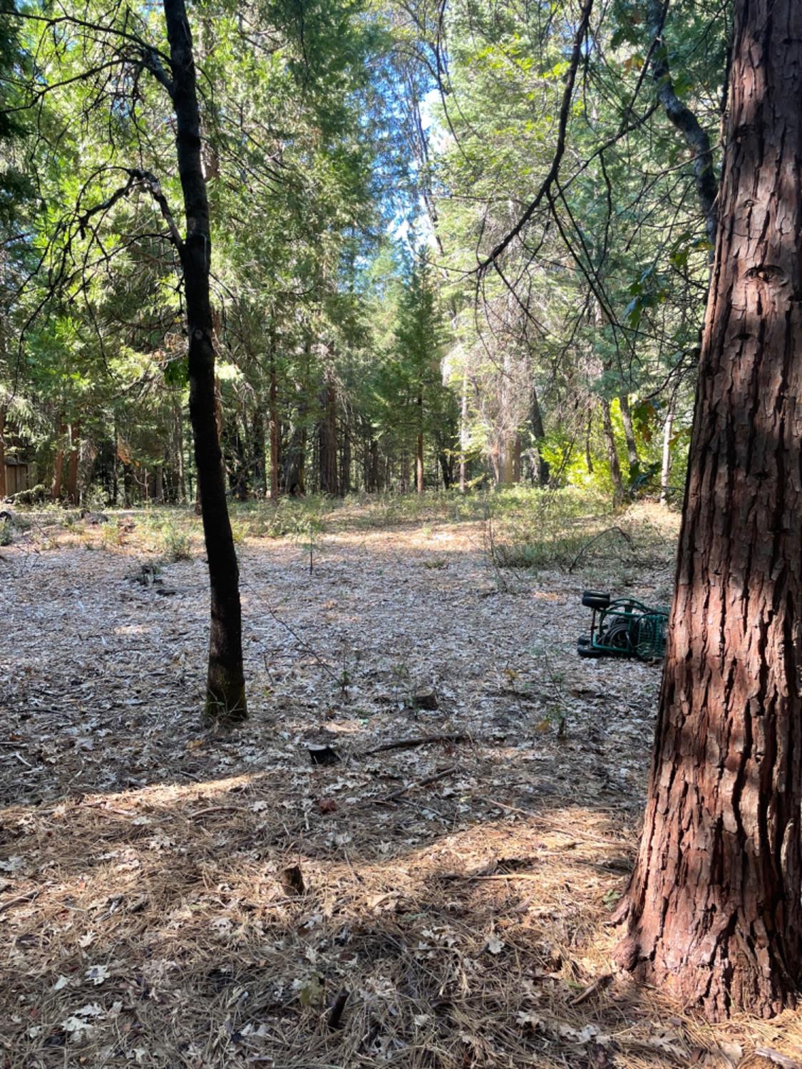 0 Railfence Road Alta, CA 95701 - Photo 4 of 4 a view of a yard with trees