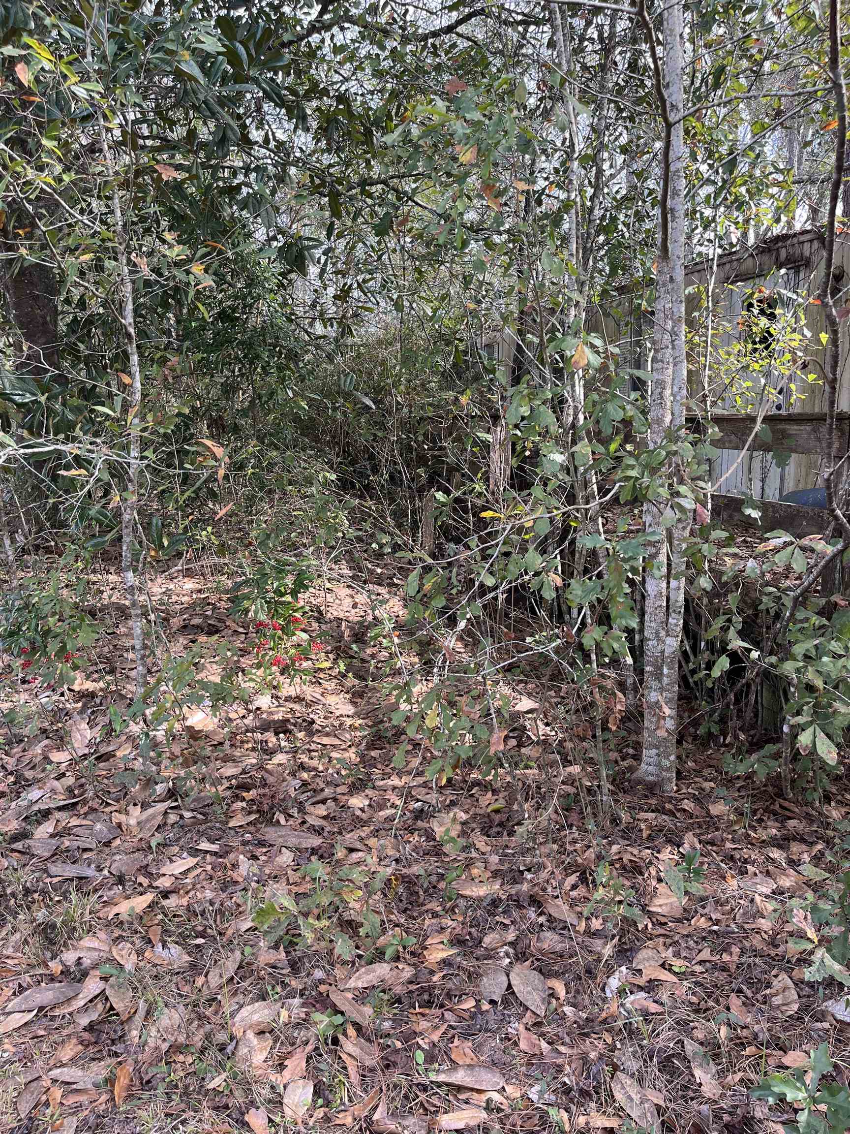 50 East Pinhook Road Monticello, FL 32344 - Photo 5 of 9