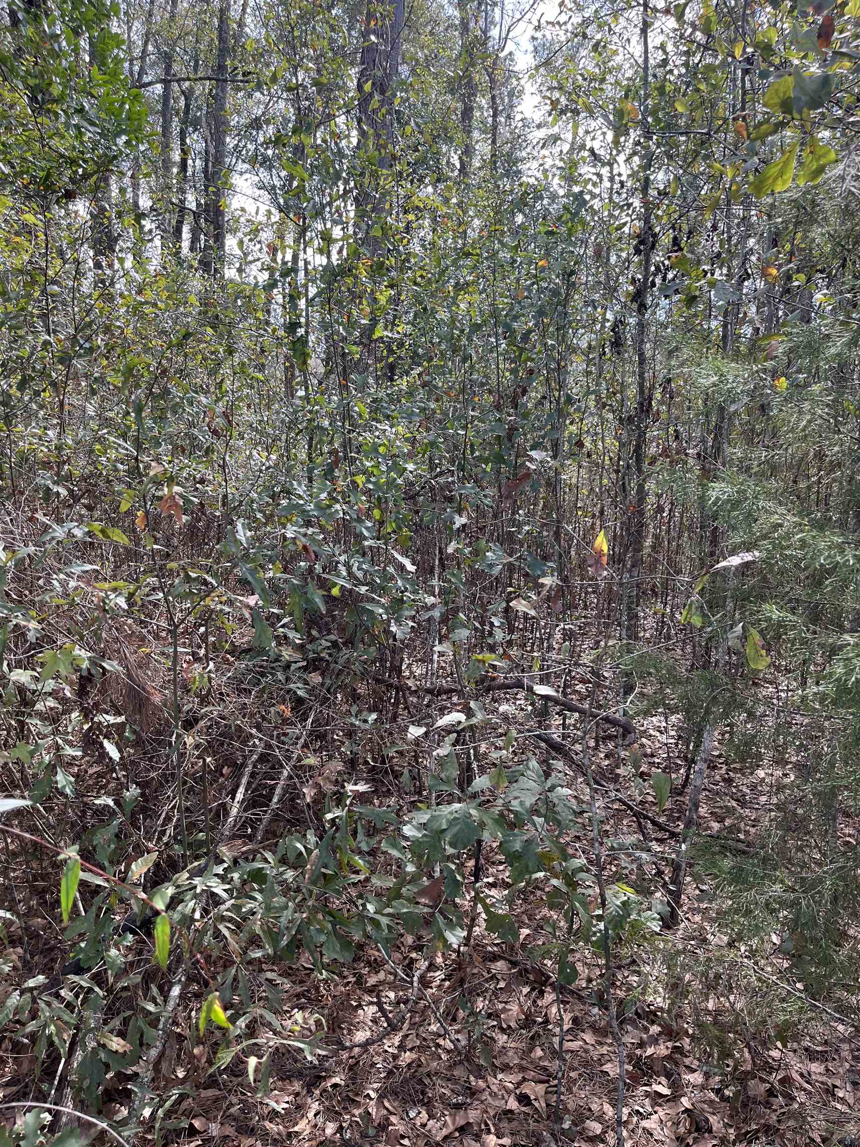 50 East Pinhook Road Monticello, FL 32344 - Photo 6 of 9