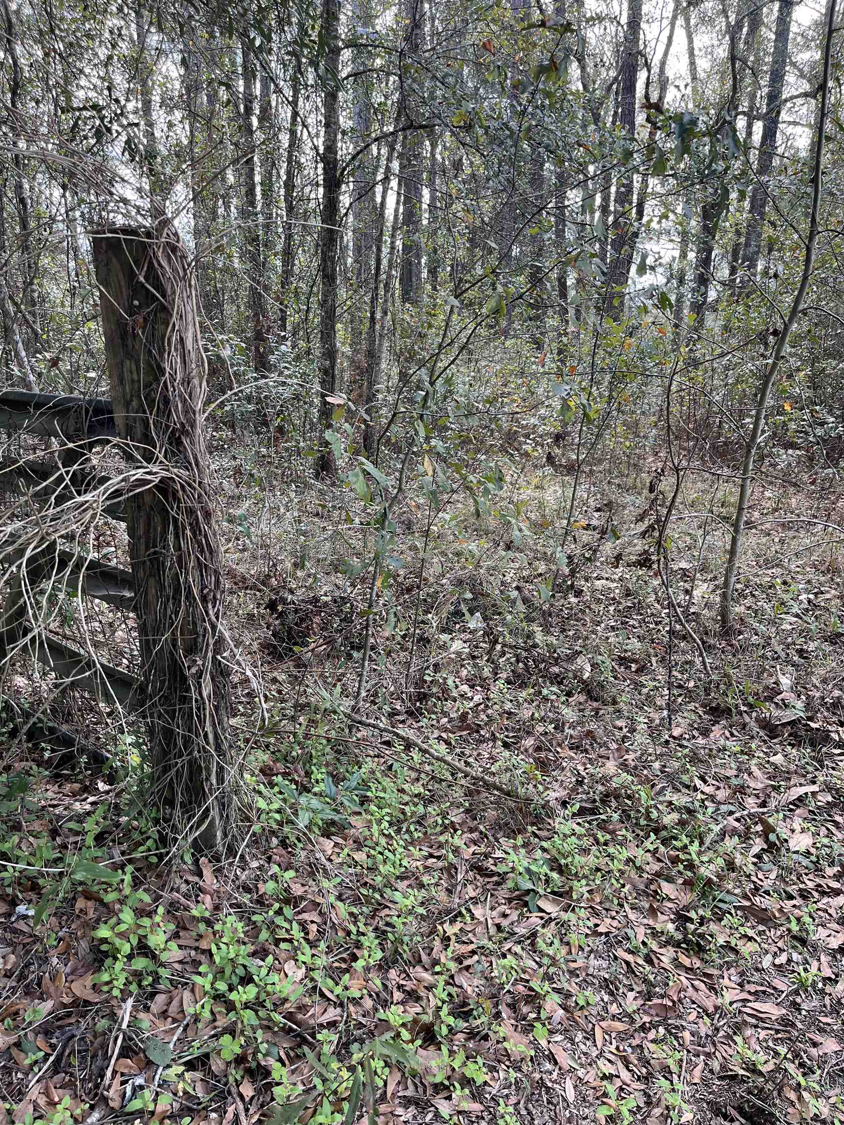 50 East Pinhook Road Monticello, FL 32344 - Photo 7 of 9