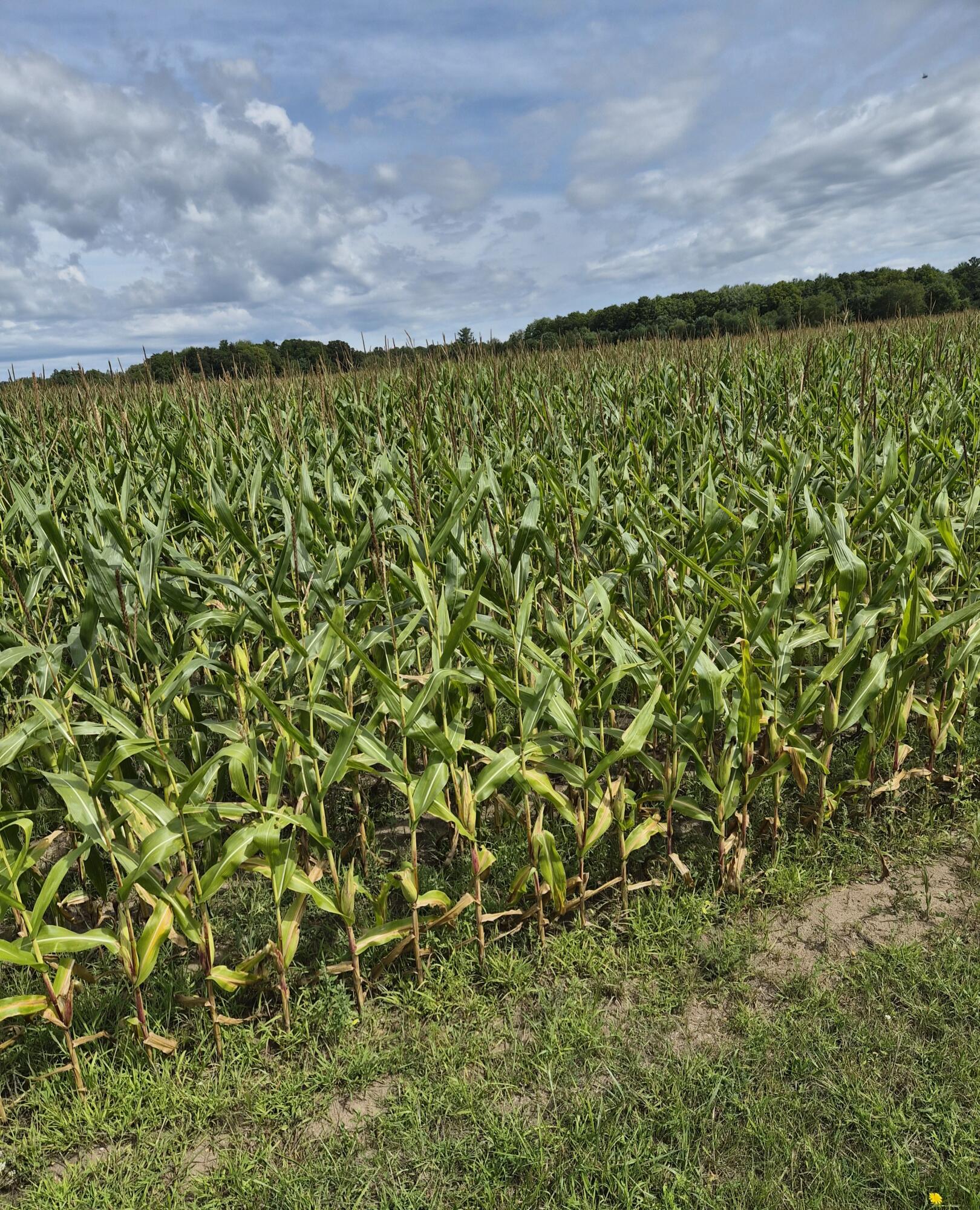 0 Kenny Road Kaleva, MI 49645 - Photo 4 of 10 Currently a corn field
