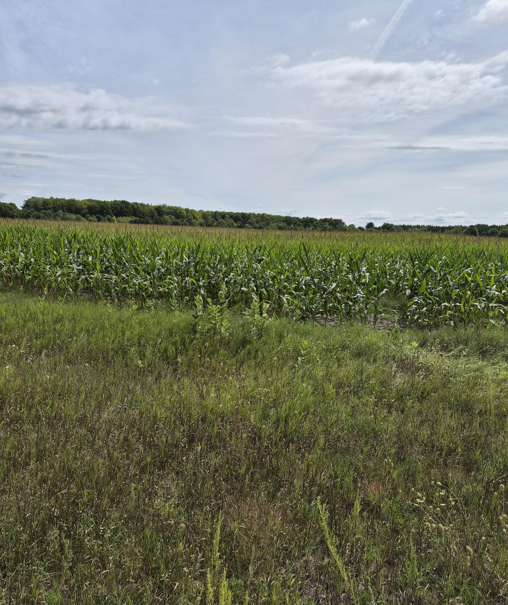 0 Kenny Road Kaleva, MI 49645 - Photo 6 of 10 12785