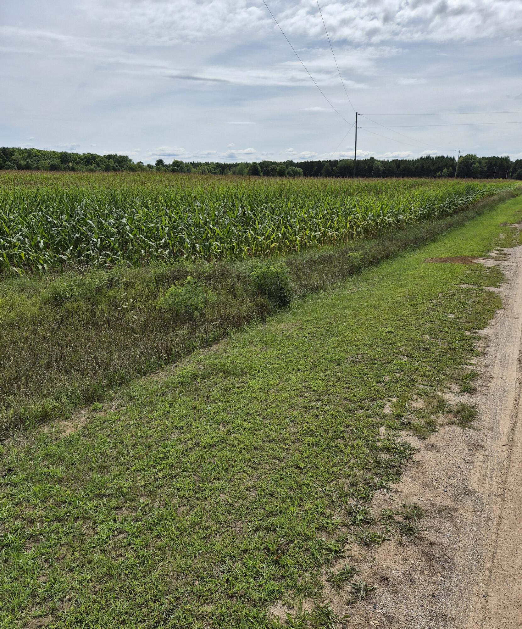 0 Kenny Road Kaleva, MI 49645 - Photo 9 of 10 12787