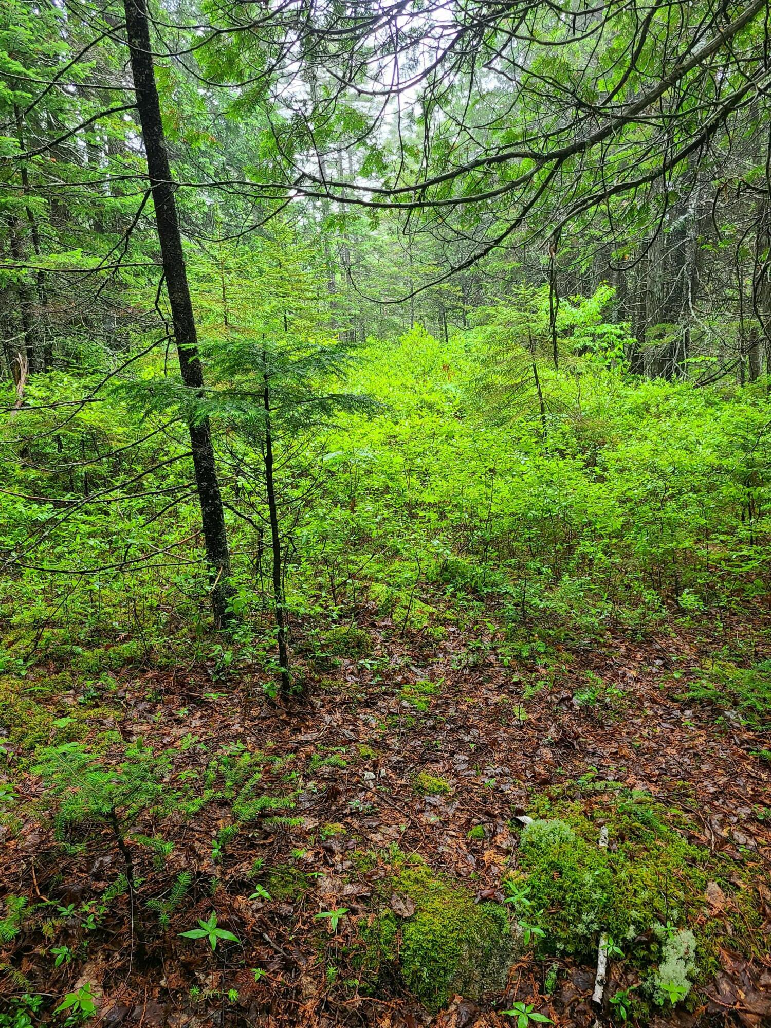 Lot 52 Paul Bunyan Road Corea, ME 04624 - Photo 3 of 8 20230627_122537