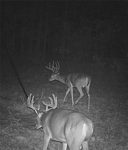 0 Pollock Cemetery Road Pollock, LA 71467 - Photo 5 of 7