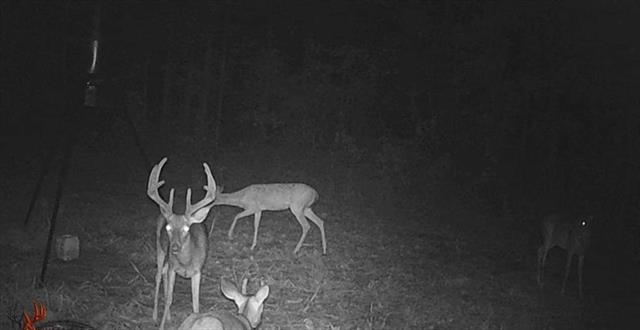 0 Pollock Cemetery Road Pollock, LA 71467 - Photo 6 of 7