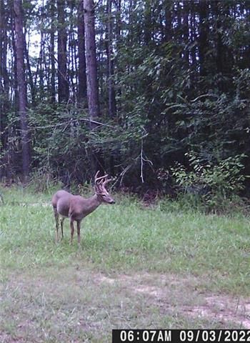 0 Pollock Cemetery Road Pollock, LA 71467 - Photo 7 of 7