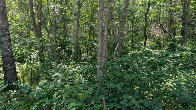 $60,000 | Tbd 22nd Street Southwest, Pine River, MN 56474