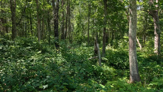 $60,000 | Tbd 22nd Street Southwest, Pine River, MN 56474