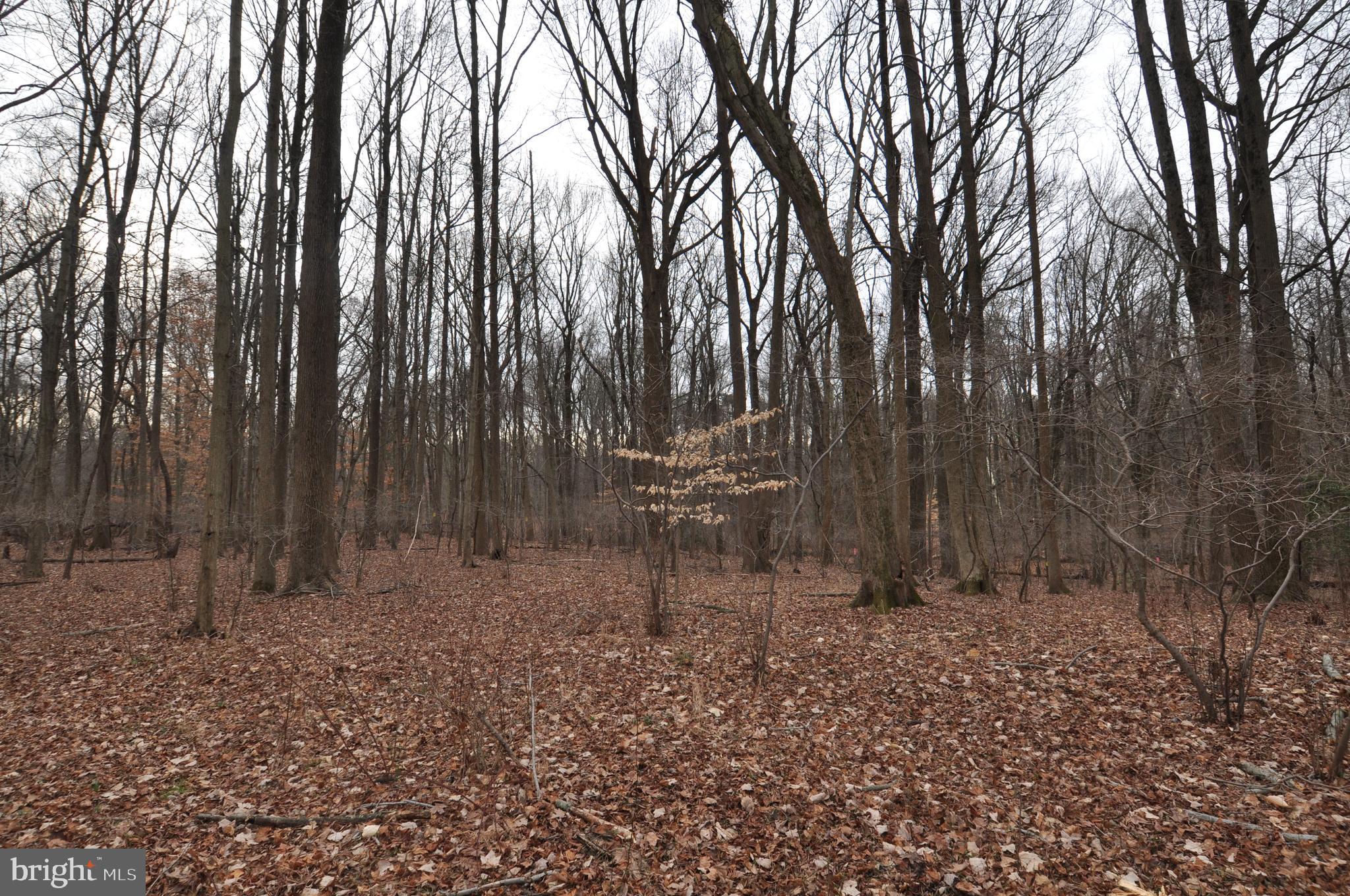 1232 Old York Road Burlington, NJ 08016 - Photo 3 of 11