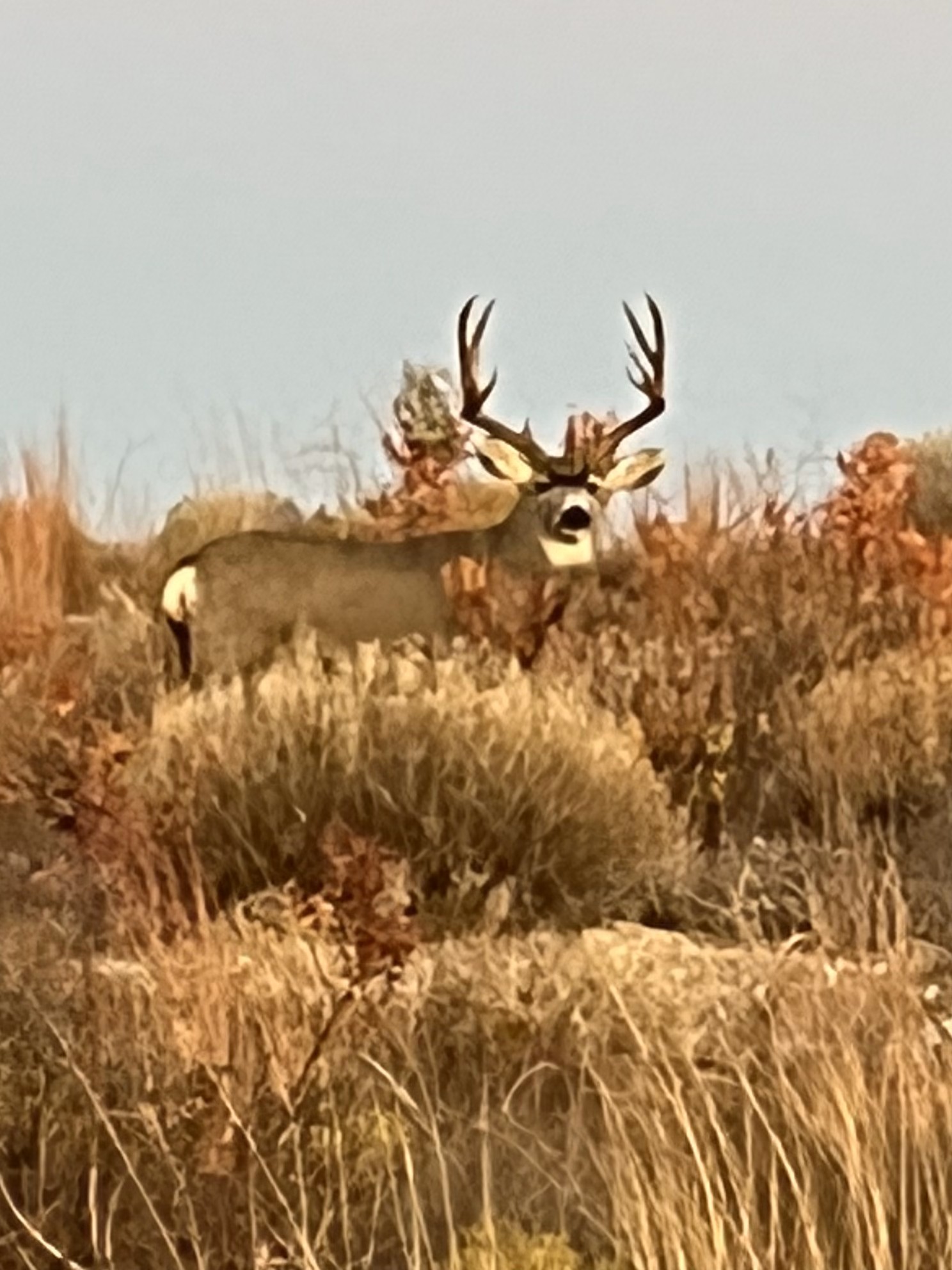 906 C R 235 Old Glory, TX 79540 - Photo 11 of 40 View of undeveloped land