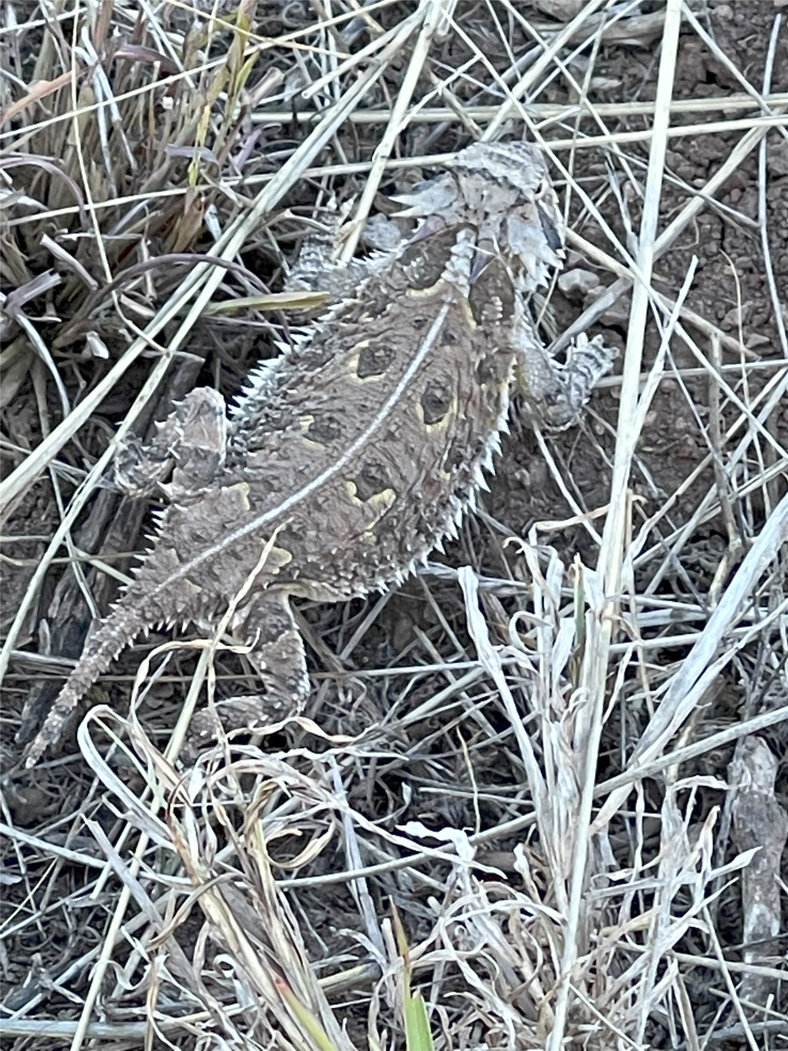 906 C R 235 Old Glory, TX 79540 - Photo 34 of 40 Detailed view