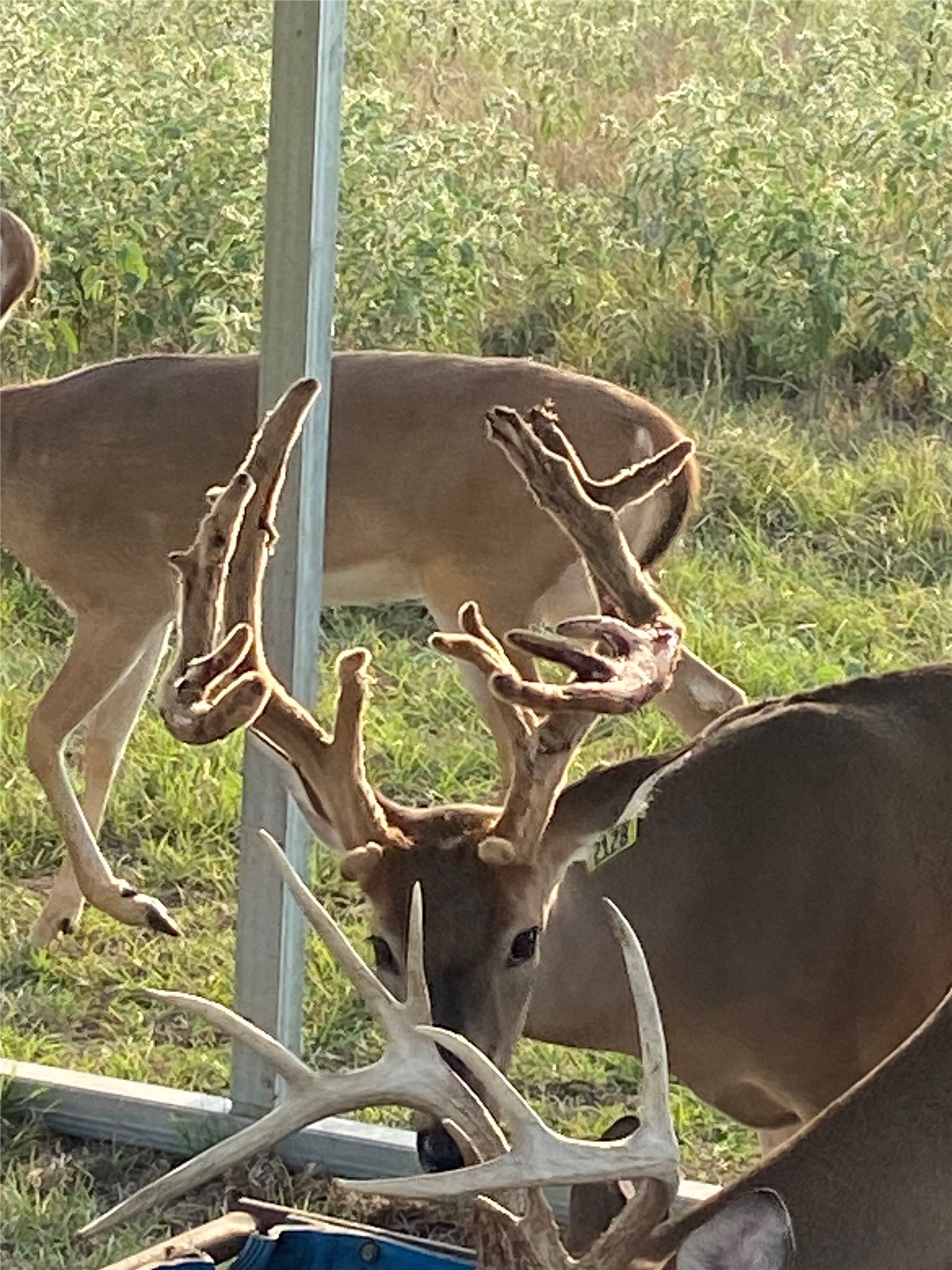 906 C R 235 Old Glory, TX 79540 - Photo 36 of 40 Exterior view