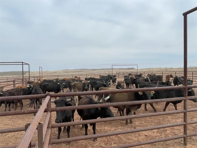 $5,497,800 | 906 C R 235, Old Glory, TX 79540