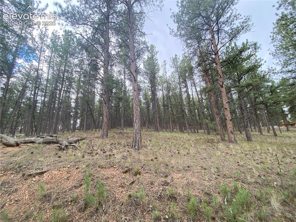 a view of a yard with trees