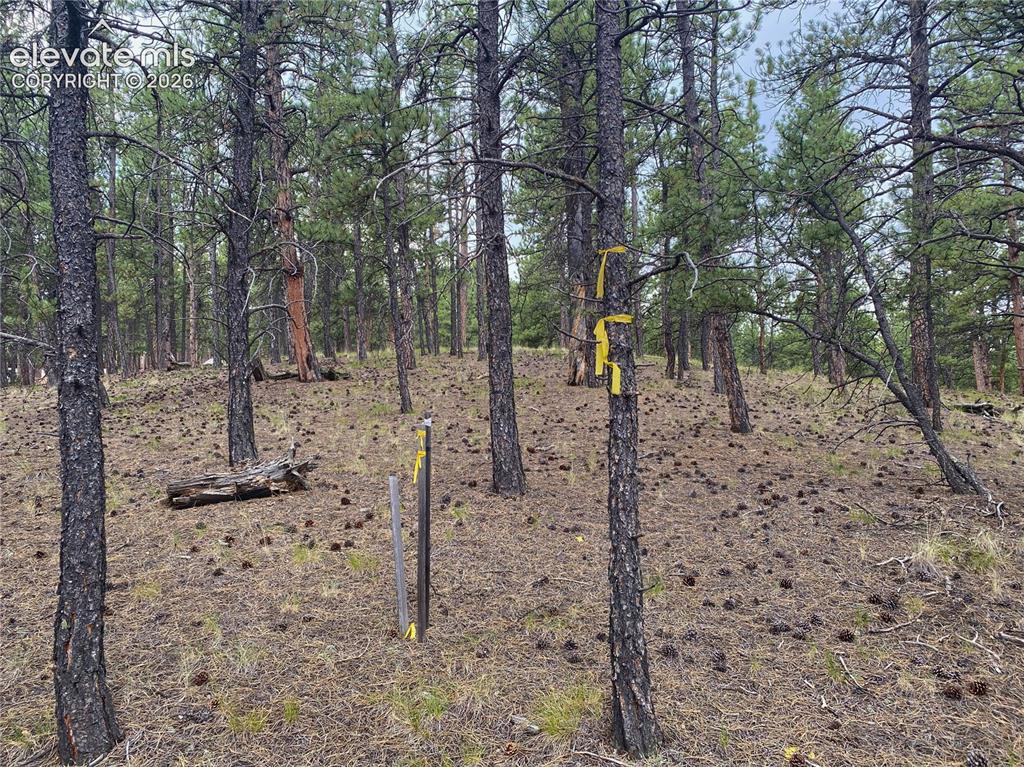 60 Pickens Road Florissant, CO 80816 - Photo 3 of 15 a view of a forest with trees in the background
