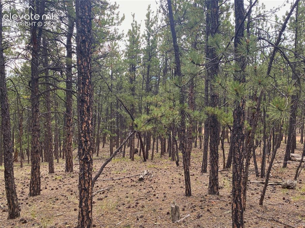60 Pickens Road Florissant, CO 80816 - Photo 5 of 15 a view of a forest covered with trees
