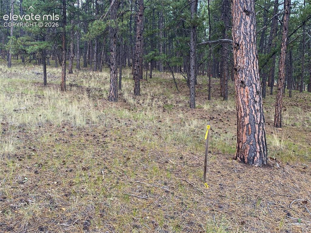 60 Pickens Road Florissant, CO 80816 - Photo 8 of 15 a backyard of a house with lots of green space