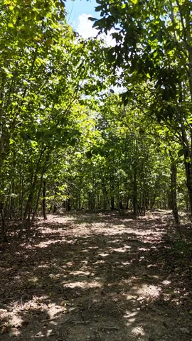 a view of a field with plants and trees