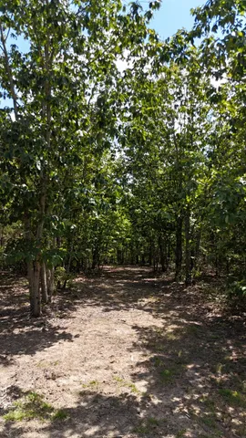 a view of a yard with plants and trees
