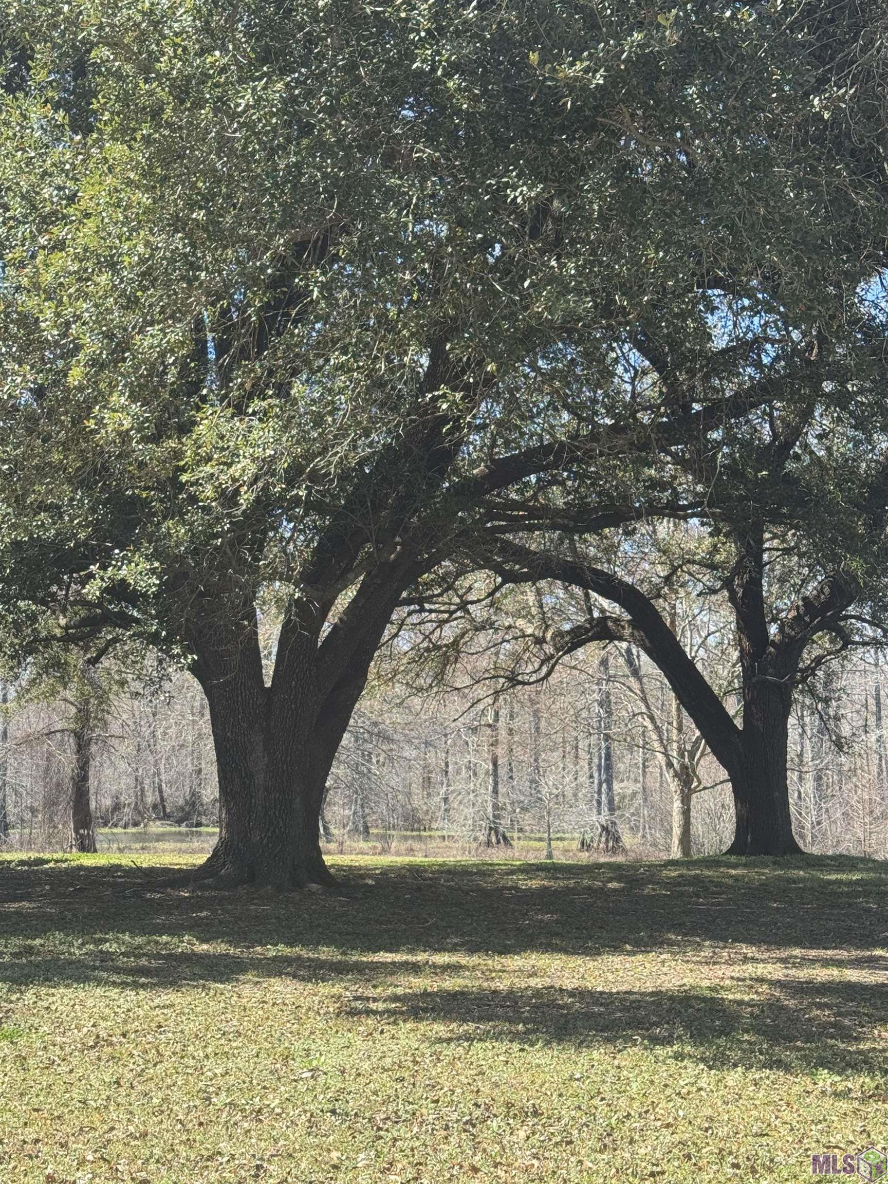 576 Elam Turner Road Clayton, LA 71326 - Photo 8 of 9