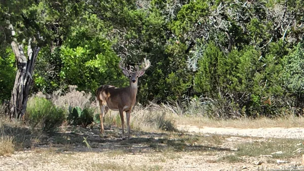 a view of a yard with plants and trees