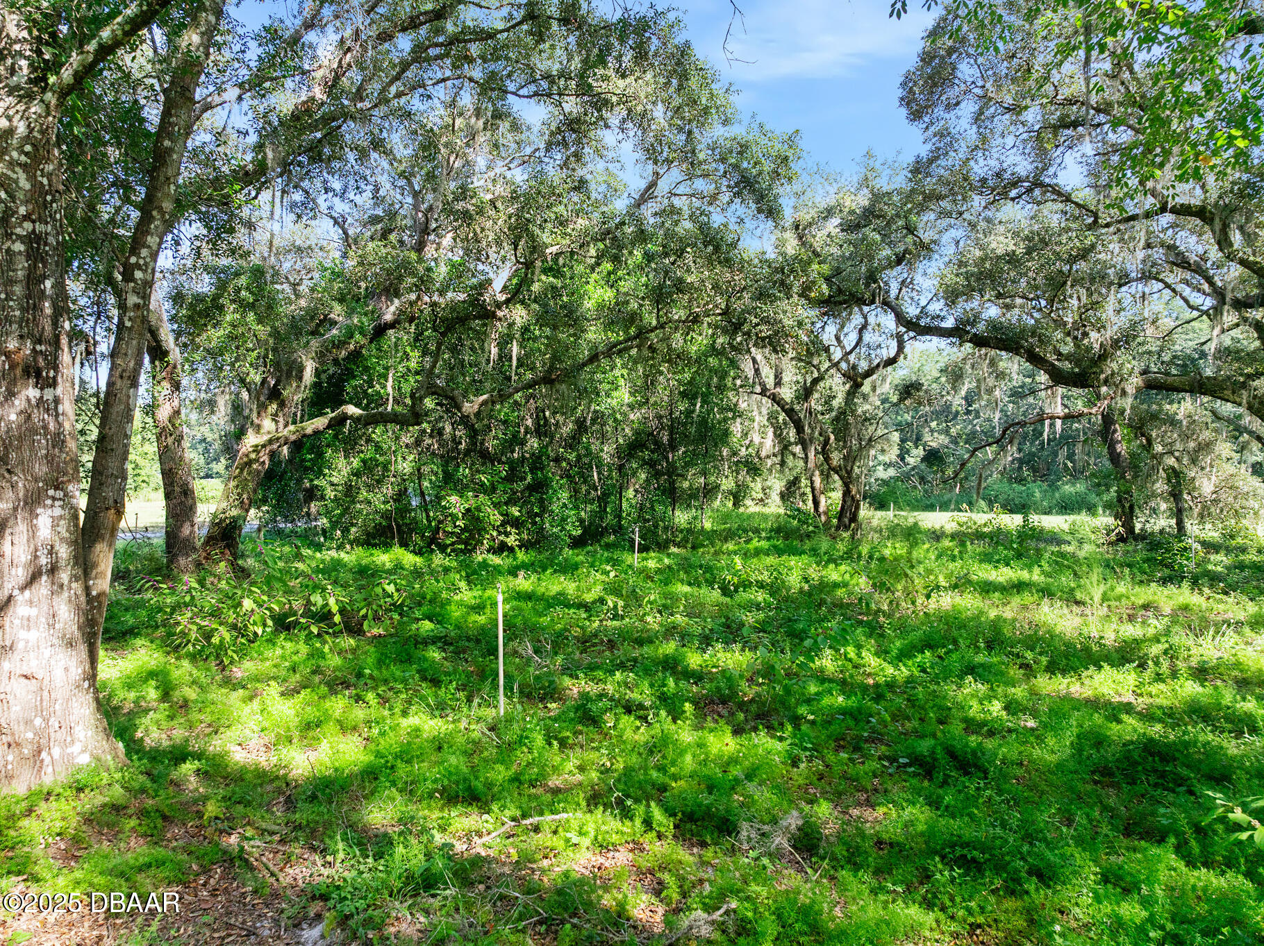 0 Roberts Road Pierson, FL 32180 - Photo 34 of 37 a backyard of a house with lots of green space
