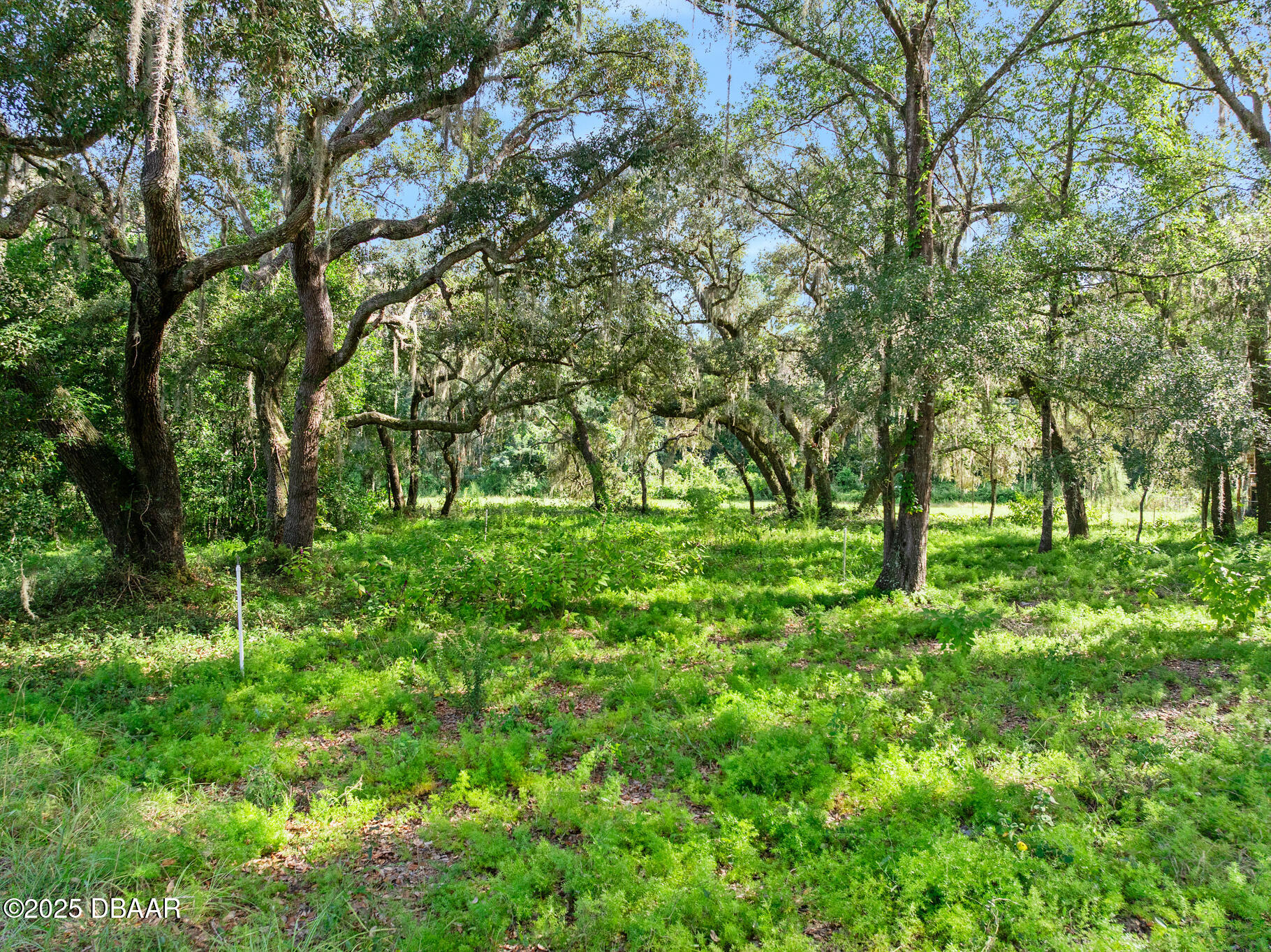 0 Roberts Road Pierson, FL 32180 - Photo 36 of 37 a big yard with lots of green space and deers