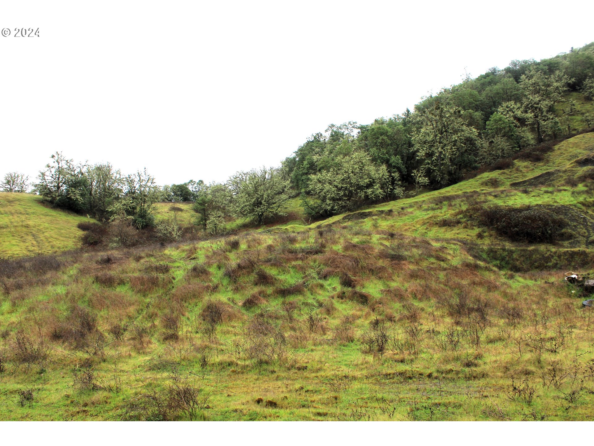 0 Yokum Road Riddle, OR 97469 - Photo 4 of 6 a view of a yard with an trees