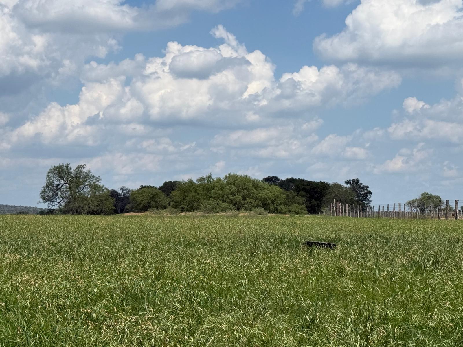 5309 Tenney Creek Road Luling, TX 78648 - Photo 3 of 10 Green pastures stretch toward a distant tree line under a vast, cloud-dotted sky.