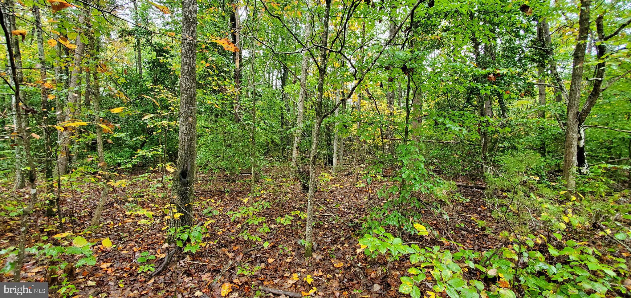 10028 Wallers Road Partlow, VA 22534 - Photo 4 of 7