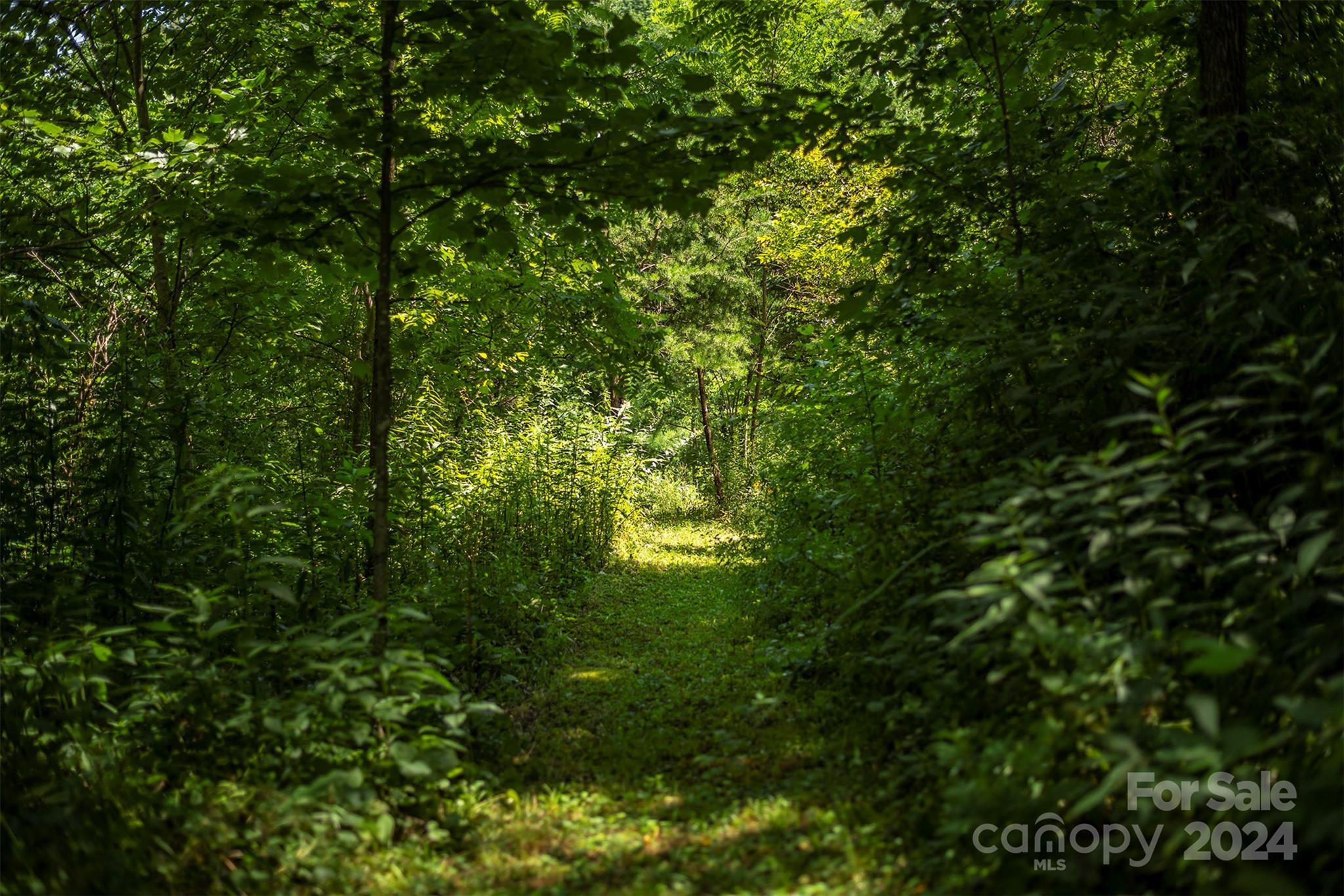 999999 Kims Cove Road Canton, NC 28716 - Photo 28 of 31 a view of a lush green forest